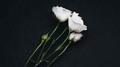 Hvide roser på sort baggrund